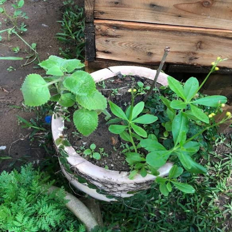 Photo de l'entreprise Le potager de M'badon