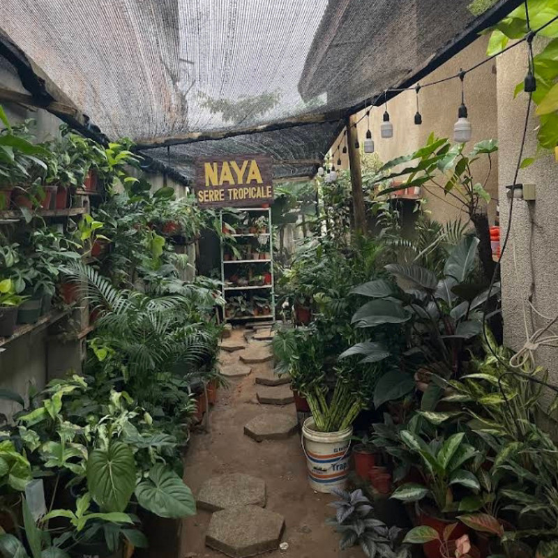 Photo de l'entreprise Naya serre tropicale