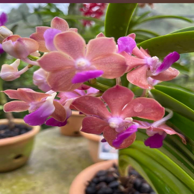 Photo de l'entreprise Orchidées banafos
