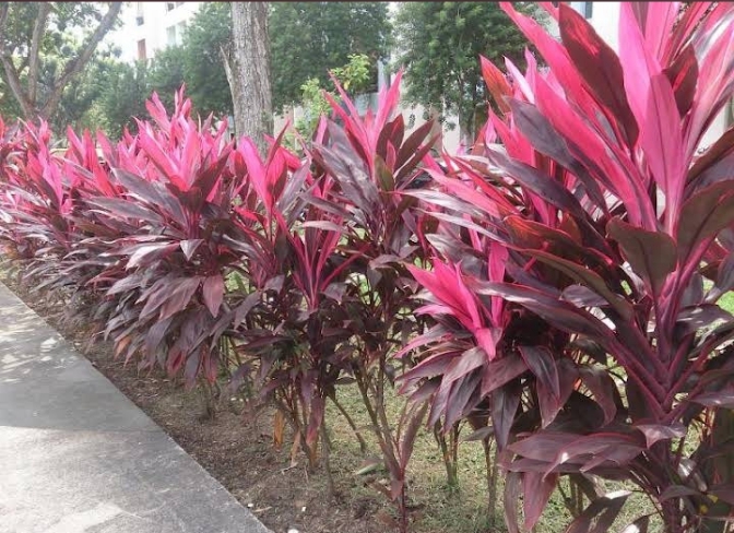 Photo de l'entreprise Jardin fleuri