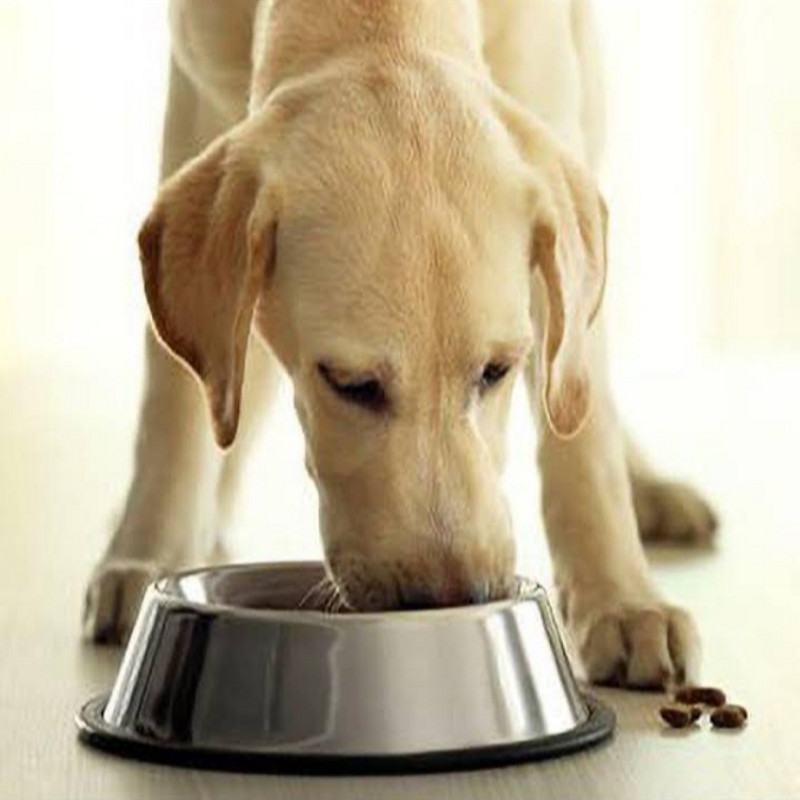 Photo de l'entreprise Animalerie pro ivoire canin